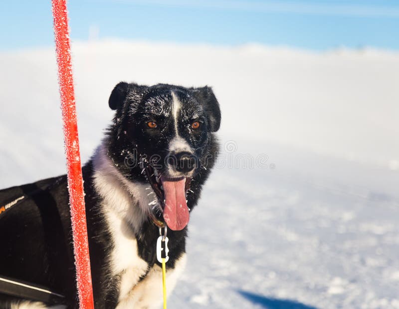 Beau chien enroué d'Alaska appréciant un jour ensoleillé en hiver image libre de droits