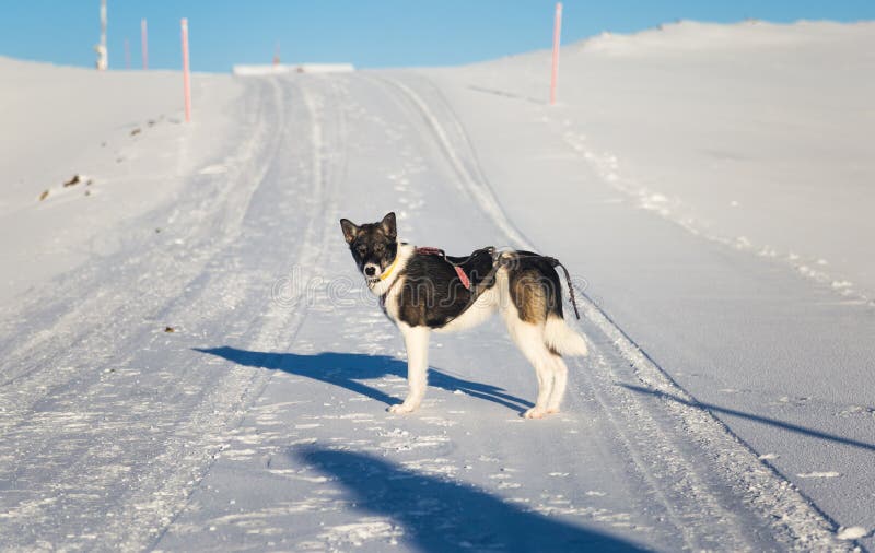 Beau chien enroué d'Alaska appréciant un jour ensoleillé en hiver photographie stock libre de droits