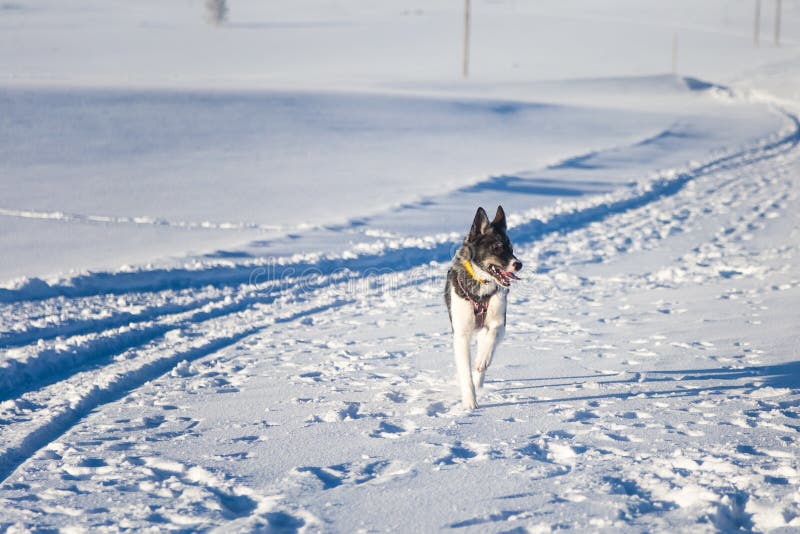 Beau chien enroué d'Alaska appréciant un jour ensoleillé en hiver images libres de droits
