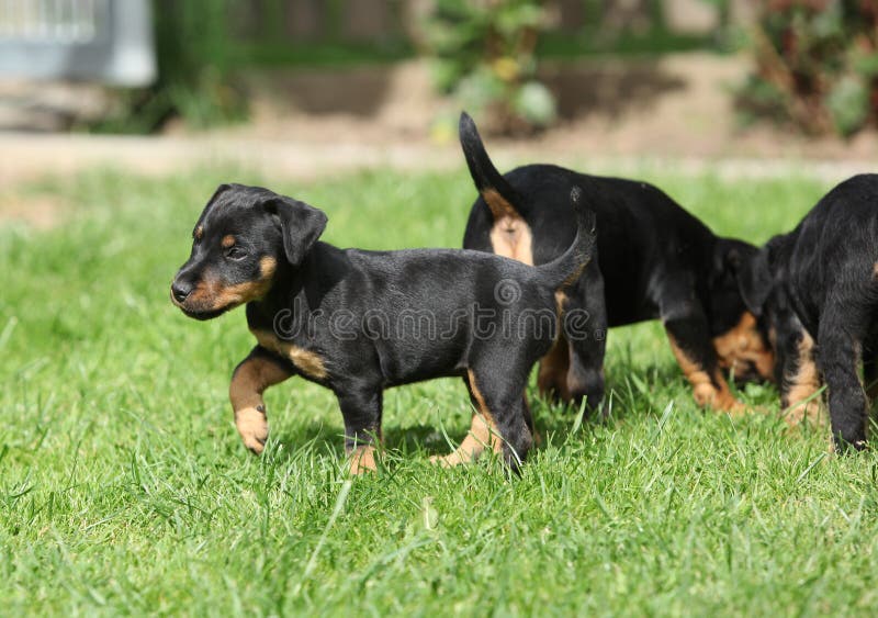 Beau chiot de Terrier de chasse allemand images stock Beau chiot de Terrier de chasse allemand images stock