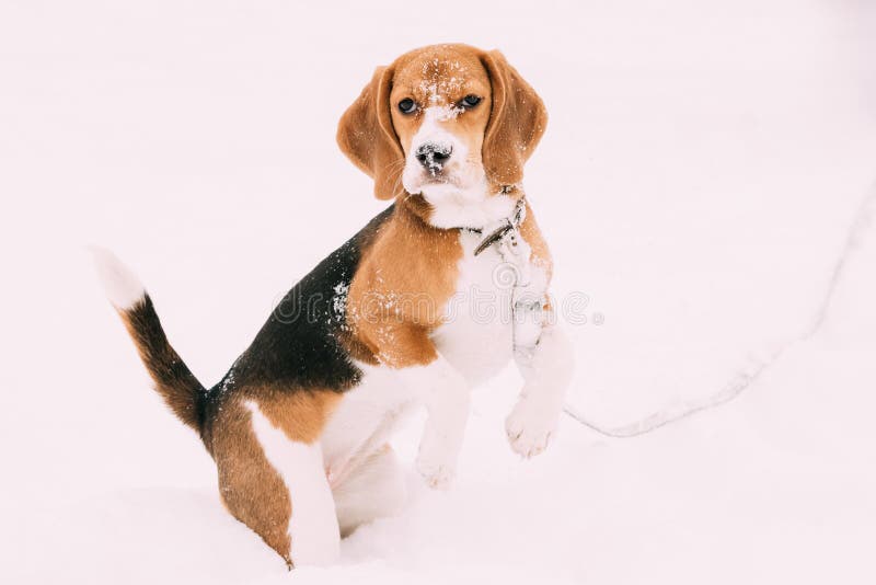 Beau chiot tricolore de briquet anglais jouant dans la neige au jour d'hiver photo stock Beau chiot tricolore de briquet anglais jouant dans la neige au jour d'hiver photo stock