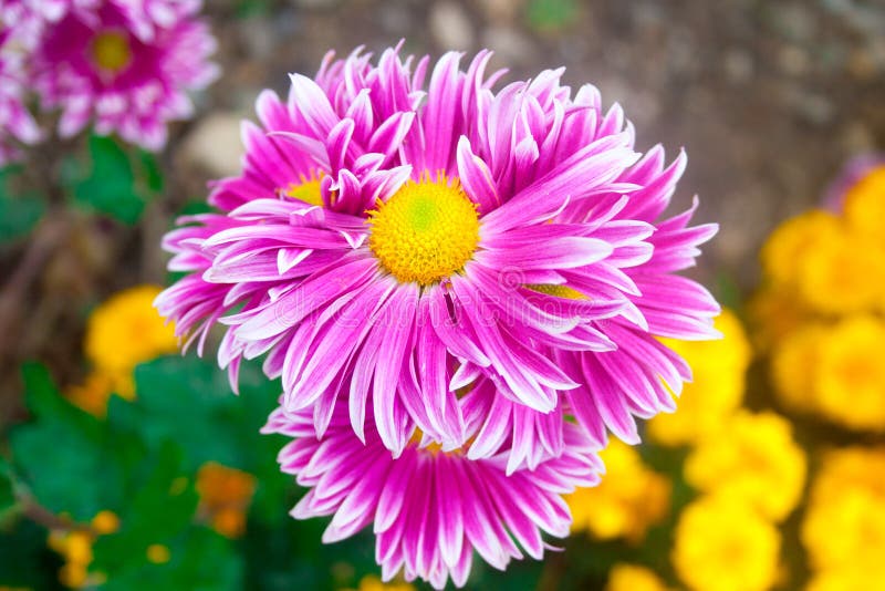 Beau chrysanthème rose comme photo de fond Papier peint de chrysanthème, chrysanthèmes en automne photos libres de droits Beau chrysanthème rose comme photo de fond Papier peint de chrysanthème, chrysanthèmes en automne photos libres de droits