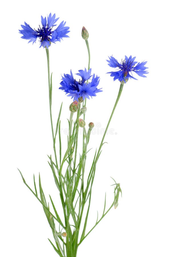 Beautiful blue cornflower on white background. Beautiful blue cornflower on white background