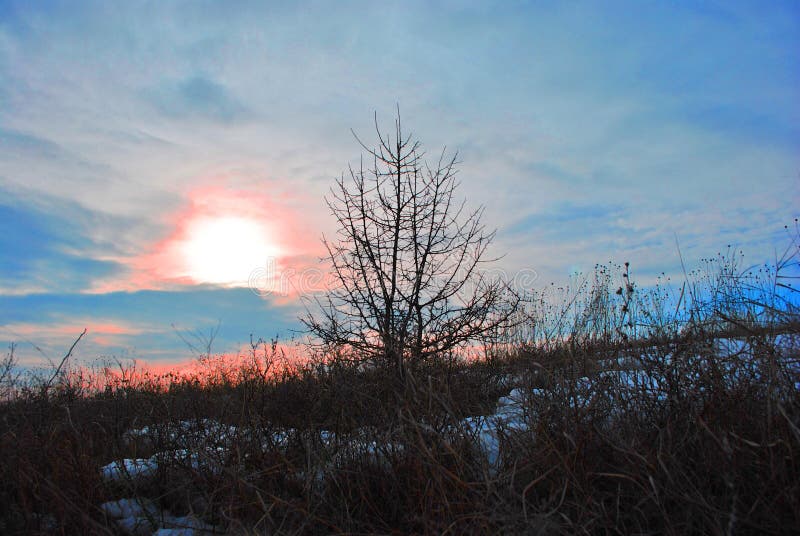 Beau coucher du soleil, ciel bleu-rose avec le soleil d'or, silhouette noire d'arbre sur la colline neigeuse photos libres de droits Beau coucher du soleil, ciel bleu-rose avec le soleil d'or, silhouette noire d'arbre sur la colline neigeuse photos libres de droits