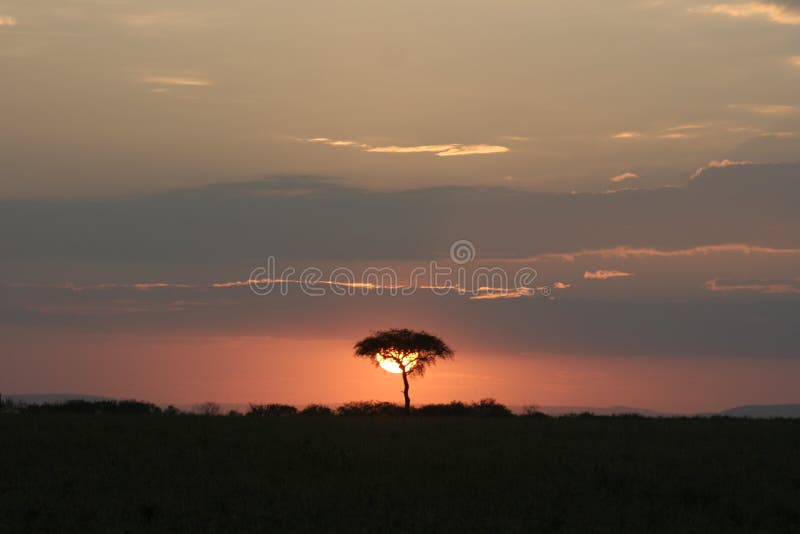 Beau Coucher Du Soleil Ou Crépuscule Au Coeur De La Savane