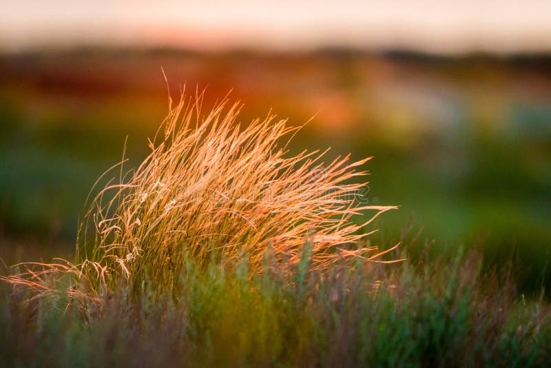 Beau de la fin de Pennisetum de plume ou d'herbe de mission vers le haut du mode avec la lumière arrière du lever de soleil penda photos stock Beau de la fin de Pennisetum de plume ou d'herbe de mission vers le haut du mode avec la lumière arrière du lever de soleil penda photos stock