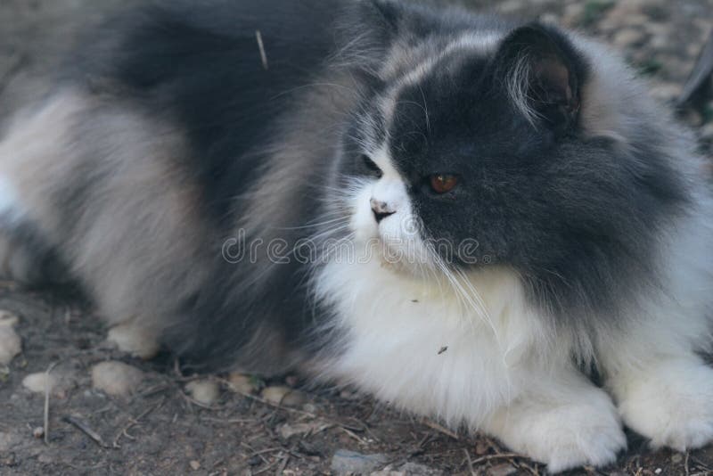 3 805 Chat Persan Gris Blanc Photos Libres De Droits Et Gratuites De Dreamstime