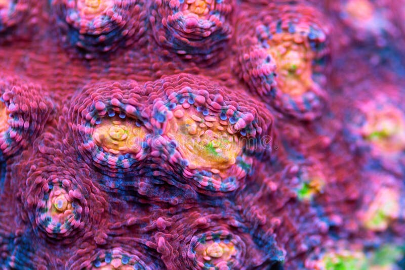 Beautiful chalice sps coral in coral reef aquarium tank. Macro shot. Selective focus. Beautiful chalice sps coral in coral reef aquarium tank. Macro shot. Selective focus.