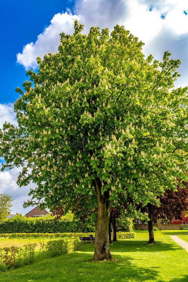 Beau et énorme arbre de châtaigne fleurissant en parc avec l'herbe verte photos libres de droits Beau et énorme arbre de châtaigne fleurissant en parc avec l'herbe verte photos libres de droits