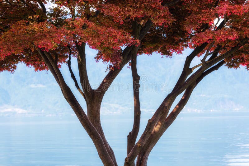 Beau feuillage en automne contre le lac Bleu, coloré de feuilles d'arbres avec un Lakeside pittoresque Saison d'automne et fantas image libre de droits Beau feuillage en automne contre le lac Bleu, coloré de feuilles d'arbres avec un Lakeside pittoresque Saison d'automne et fantas image libre de droits
