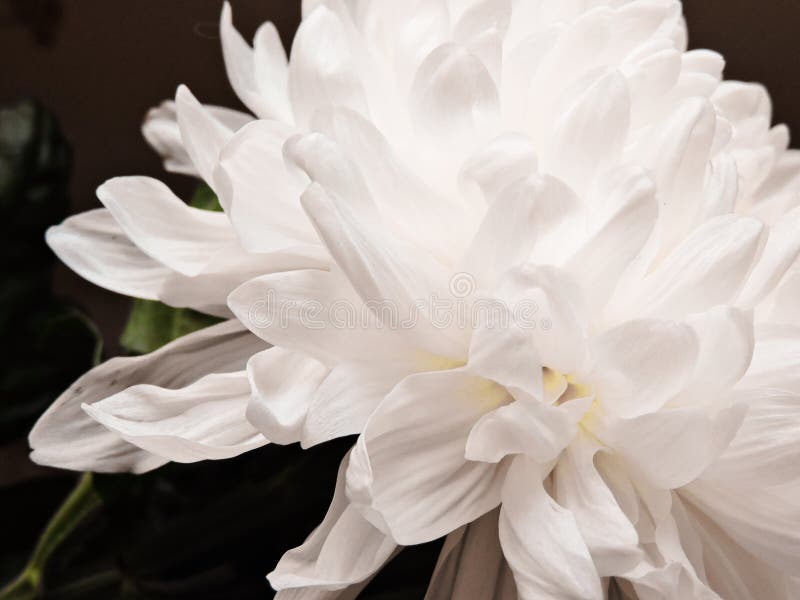 Beau fond blanc de fleur de pivoine Belles fleurs, pivoines Fond floral, photo de plan rapproch? des pivoines image libre de droits Beau fond blanc de fleur de pivoine Belles fleurs, pivoines Fond floral, photo de plan rapproch? des pivoines image libre de droits