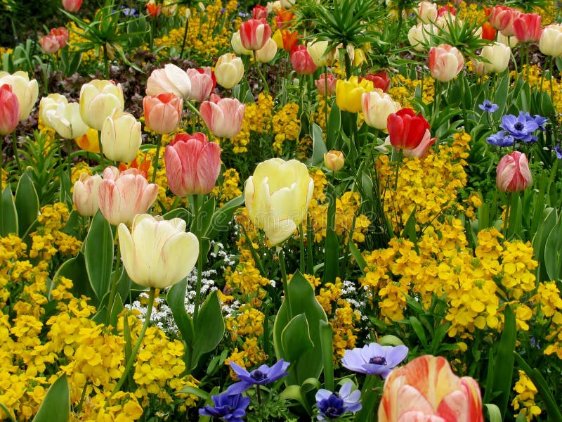 Beau fond de jardin avec les tulipes rouges et blanches, anémones bleues, fleurs impériales de couronne photos stock Beau fond de jardin avec les tulipes rouges et blanches, anémones bleues, fleurs impériales de couronne photos stock