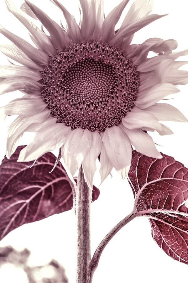 Beau fond de tournesol photographie stock