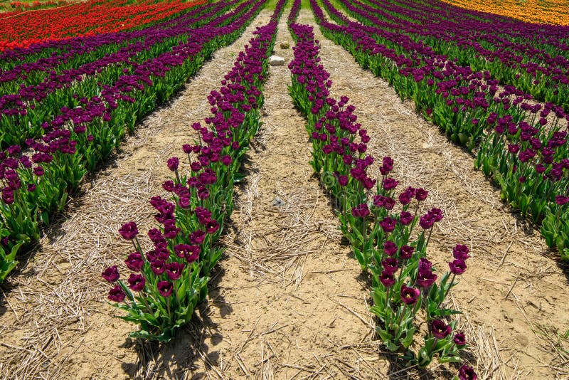 Beau fond de Tulip Field Scenic Landscape Spring avec les tulipes colorées image stock Beau fond de Tulip Field Scenic Landscape Spring avec les tulipes colorées image stock