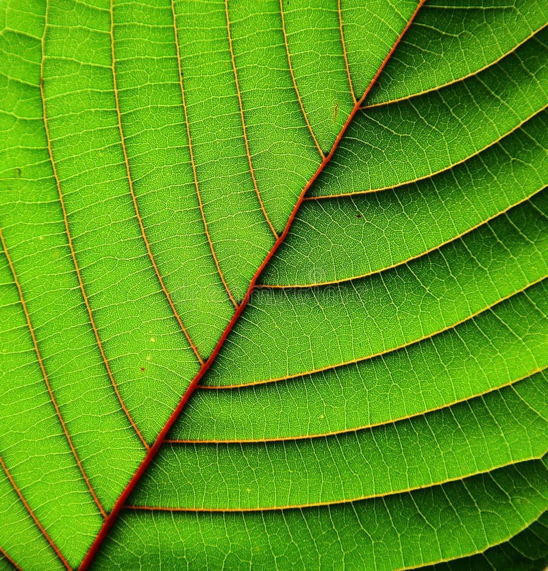 Beau fond-plan rapproché de texture de feuille de speciosa de Mitragyna photo libre de droits Beau fond-plan rapproché de texture de feuille de speciosa de Mitragyna photo libre de droits