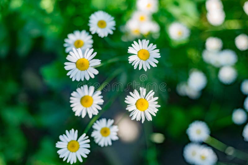 Beau gisement de fleurs blanc de marguerite de camomiles sur le pré vert photo stock Beau gisement de fleurs blanc de marguerite de camomiles sur le pré vert photo stock