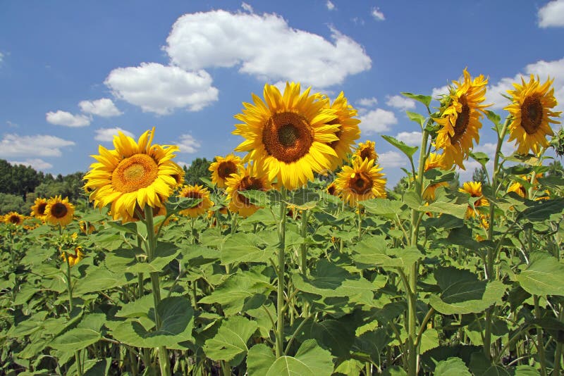 Beau gisement de tournesol photographie stock