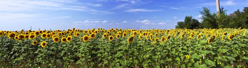 Beau gisement de tournesol photos stock