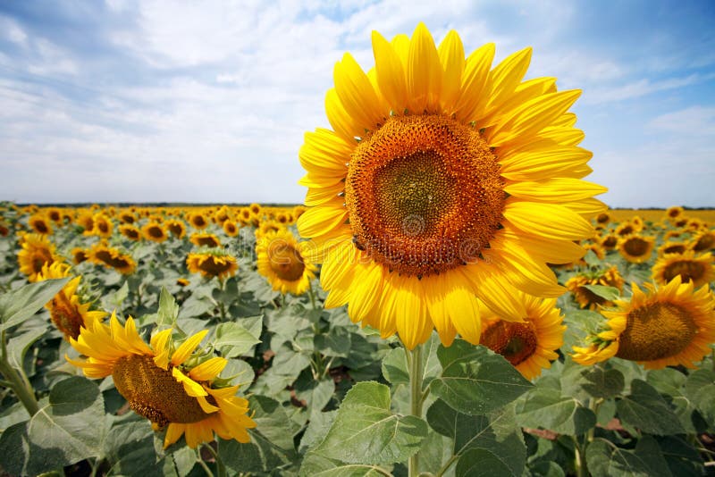 Beau gisement de tournesol photographie stock libre de droits