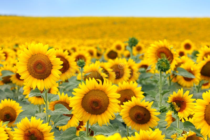 Beau gisement de tournesol photos libres de droits