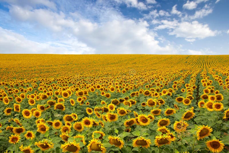 Beau gisement de tournesol photographie stock
