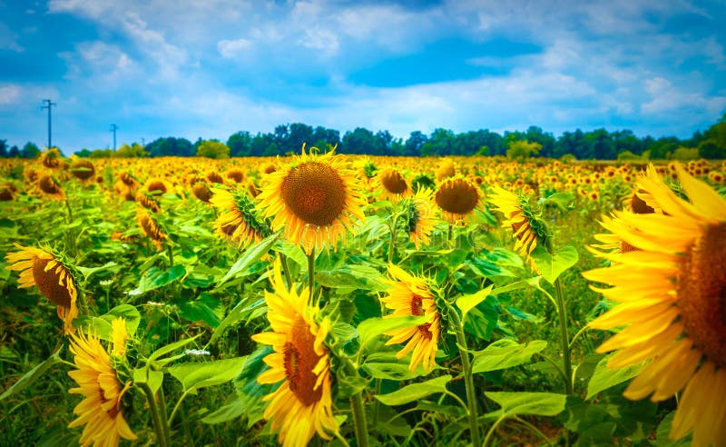 Beau gisement de tournesol images stock