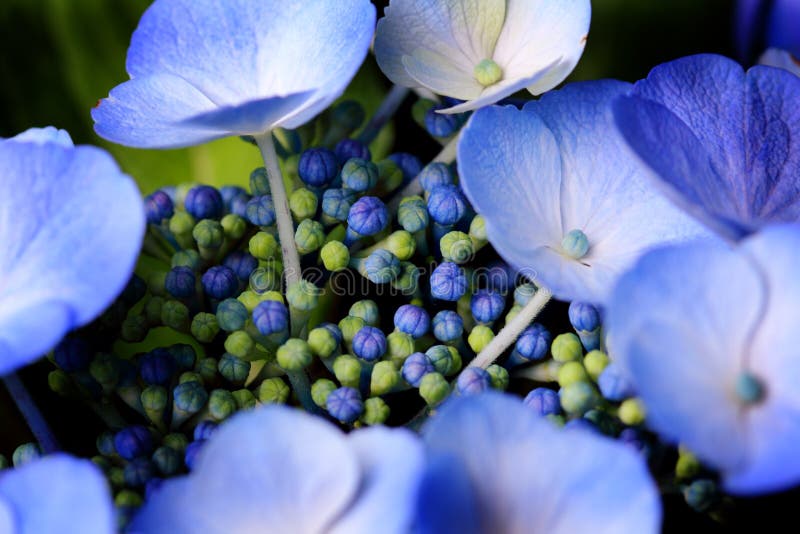 Beau Hydrangea bleu de Lacecap de lame images stock Beau Hydrangea bleu de Lacecap de lame images stock