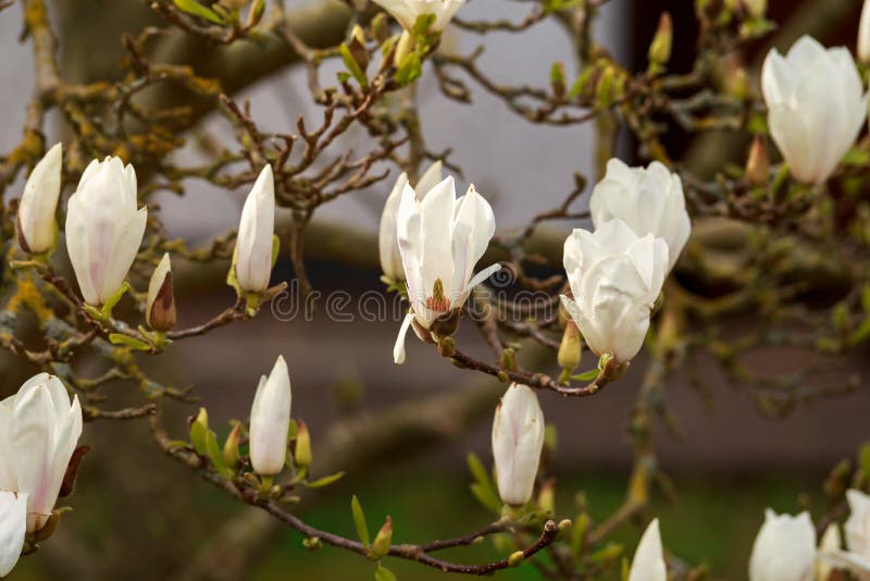 Beau jardin blanc fleurissant de magnolia au printemps photos libres de droits Beau jardin blanc fleurissant de magnolia au printemps photos libres de droits