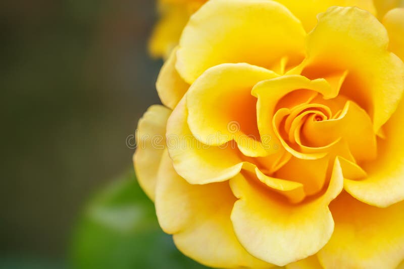 Beau jardin d'été avec les roses de floraison photos stock Beau jardin d'été avec les roses de floraison photos stock
