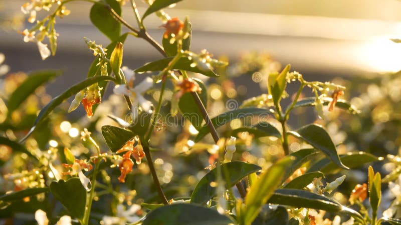 Beau jardin fleuri sous le soleil après la pluie le matin Nature estivale banque de vidéos