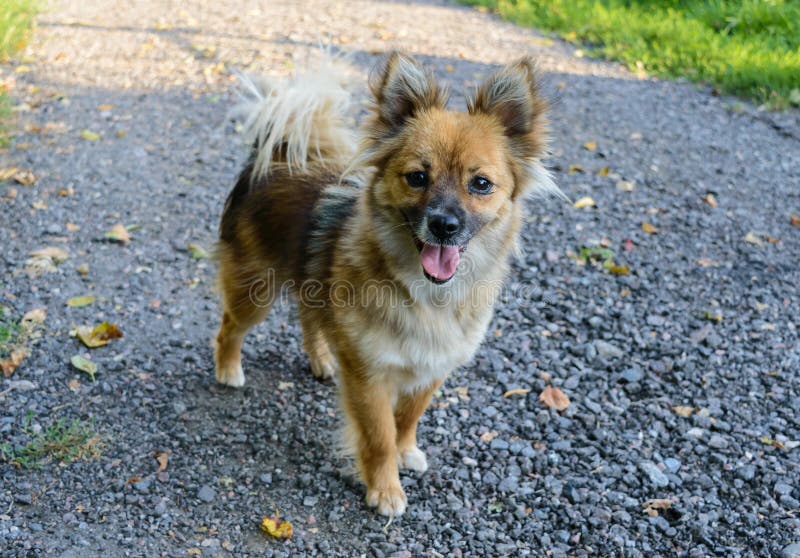 Beautiful dog yellow - brown coloring with his tongue hanging out is on the path of crushed stone looking attentively. Beautiful dog yellow - brown coloring with his tongue hanging out is on the path of crushed stone looking attentively