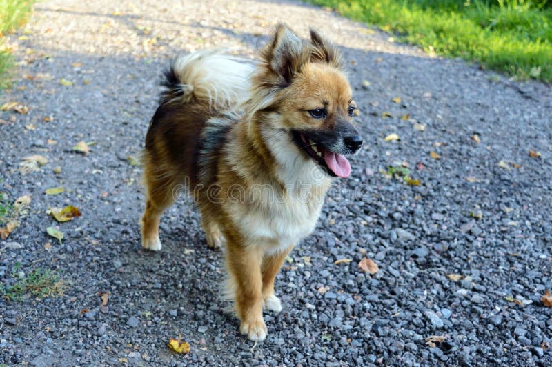 Beautiful dog yellow - brown coloring with his tongue hanging out is on the path of crushed stone looking attentively forward. Beautiful dog yellow - brown coloring with his tongue hanging out is on the path of crushed stone looking attentively forward.