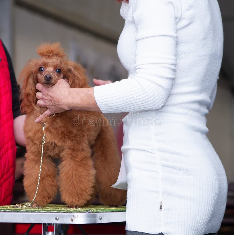 Beautiful young champion dog of breed dwarf poodle isolated coloring during judging at the international dog show. Beautiful young champion dog of breed dwarf poodle isolated coloring during judging at the international dog show.