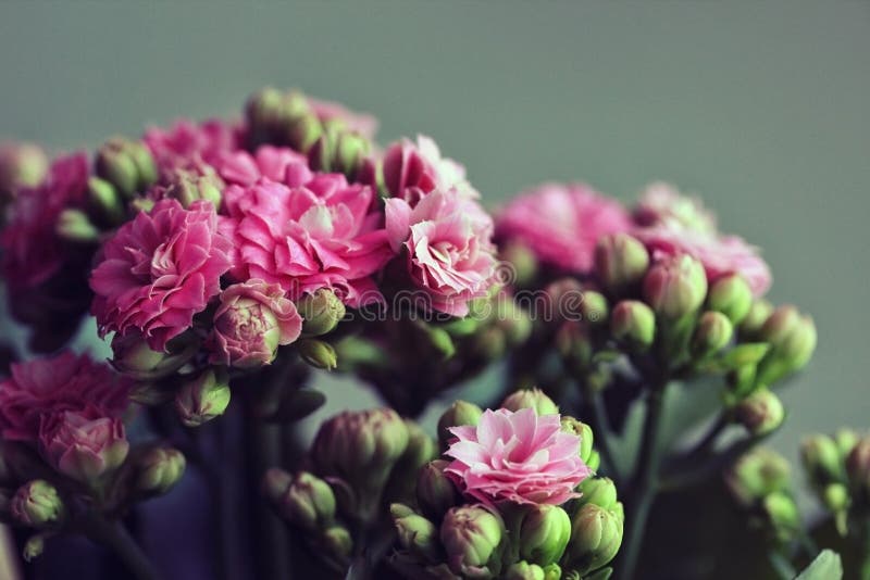 Beau kalanchoe de floraison rose sur un fond vert Petits fleurs et bourgeons roses lumineux Renfermez la centrale Macro en gros p photos stock Beau kalanchoe de floraison rose sur un fond vert Petits fleurs et bourgeons roses lumineux Renfermez la centrale Macro en gros p photos stock