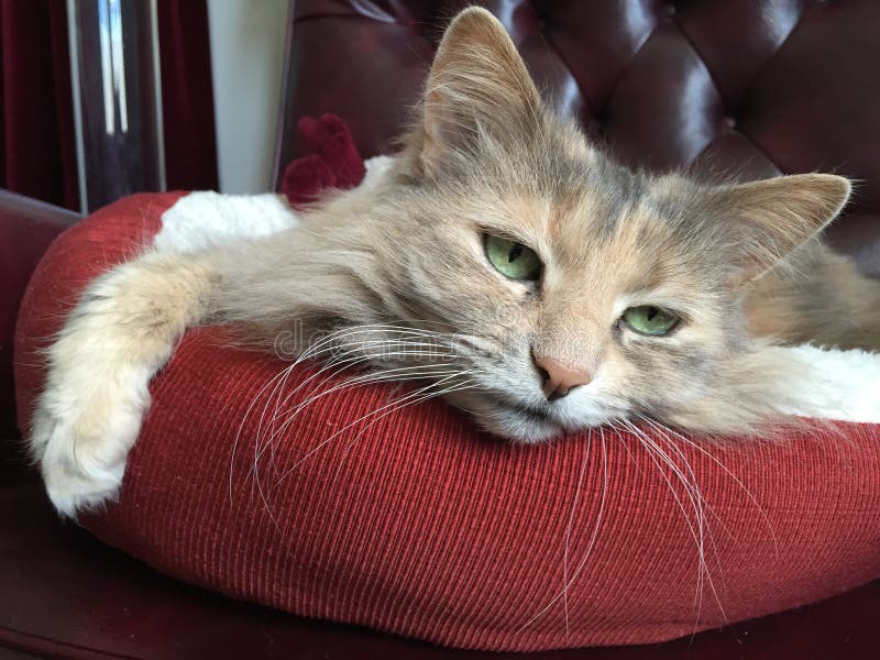 Beau Kitty aux yeux verts image libre de droits Beau Kitty aux yeux verts image libre de droits