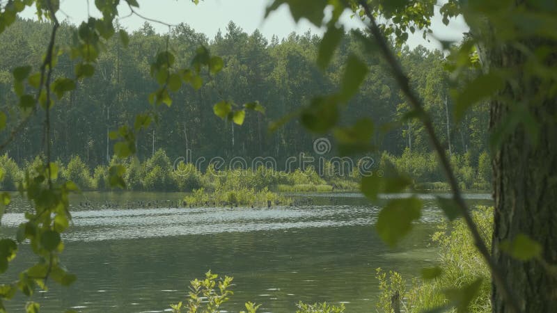 Beau lac de montagne dans le beau paysage de forêt avec un lac Dans le miroir la surface de l'eau reflète image libre de droits Beau lac de montagne dans le beau paysage de forêt avec un lac Dans le miroir la surface de l'eau reflète image libre de droits