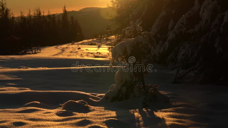 Beau lever de soleil d'hiver sur un paysage enneigé dans les montagnes clips vidéos