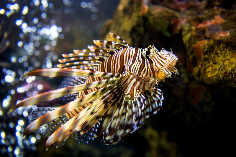 Beau Lion Fish Pterois Swimming Alone dans un grand aquarium photos stock Beau Lion Fish Pterois Swimming Alone dans un grand aquarium photos stock