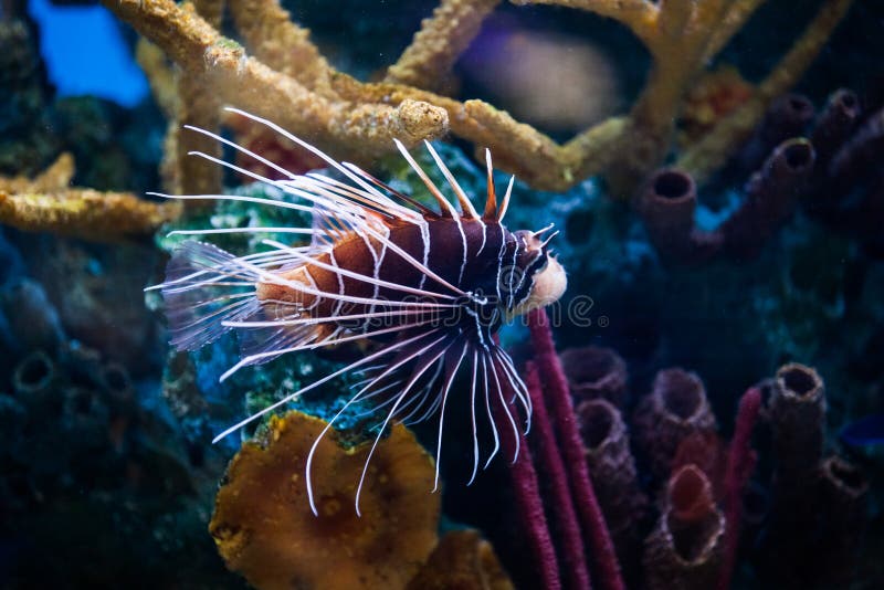 Beau Lionfish (Pterois) seul nageant dans un aquarium image stock Beau Lionfish (Pterois) seul nageant dans un aquarium image stock