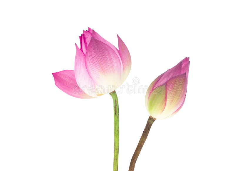 Beau lotus rose de plan rapproché d'isolement sur le fond blanc photographie stock Beau lotus rose de plan rapproché d'isolement sur le fond blanc photographie stock