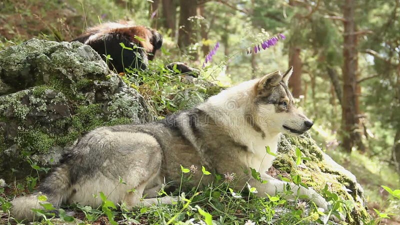 Beau loup gris s'étendant sur les roches, ayant le repos, faune