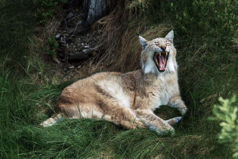 Beau lynx sauvage posé dans l'herbe qui hurle