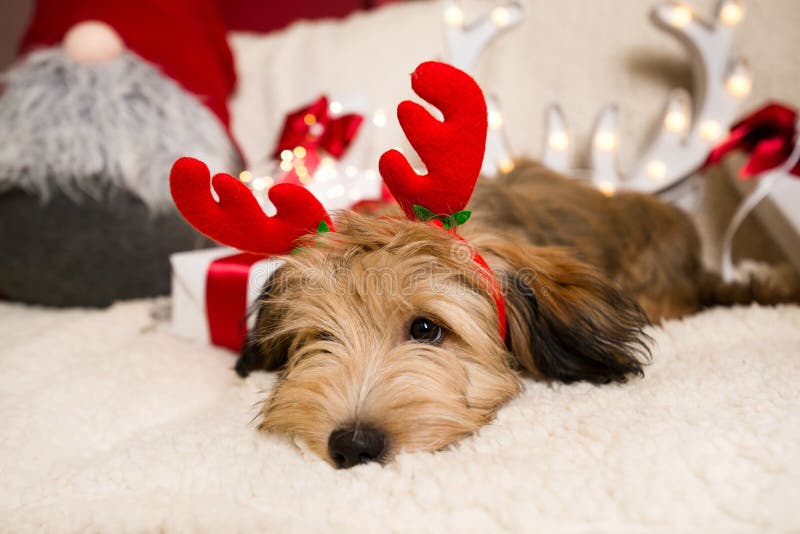 Beau, mignon chiot avec des andouillers de renne image stock Beau, mignon chiot avec des andouillers de renne image stock