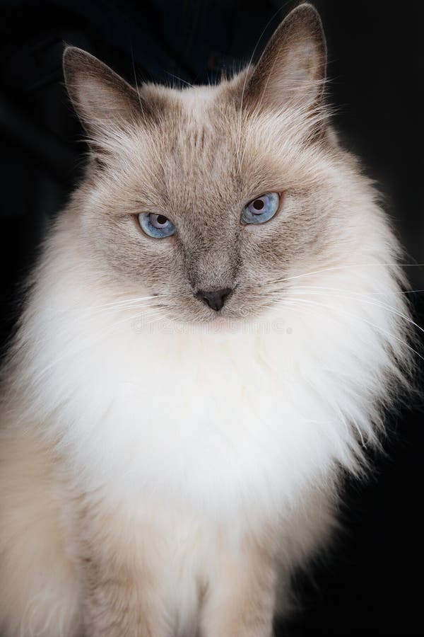 Beau mod?le de chat de Ragdoll avec le visage regardant directement dans la cam?ra avec le beau charme, curieux et hypnotiser le image libre de droits Beau mod?le de chat de Ragdoll avec le visage regardant directement dans la cam?ra avec le beau charme, curieux et hypnotiser le image libre de droits