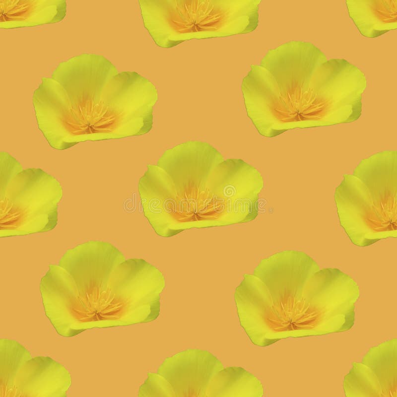 Beau motif de fleurs transparent. texture des fleurs.