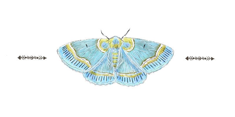 Beau papillon bleu réaliste tiré par la main d'isolement sur un fond blanc Collection d'insecte illustration de vecteur Beau papillon bleu réaliste tiré par la main d'isolement sur un fond blanc Collection d'insecte illustration de vecteur