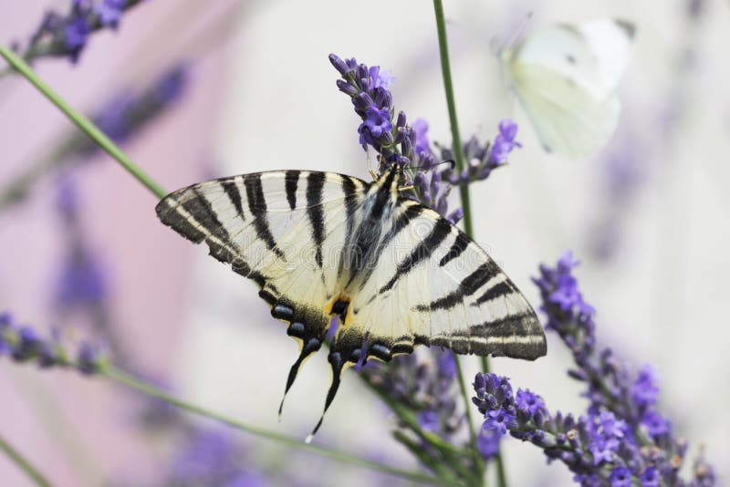 Beau papillon de machaon se reposant sur une fleur de lavande image stock Beau papillon de machaon se reposant sur une fleur de lavande image stock