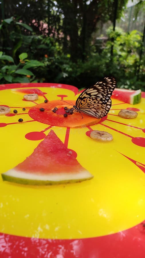 Beau papillon mangeant du fruit de papaye photos stock Beau papillon mangeant du fruit de papaye photos stock