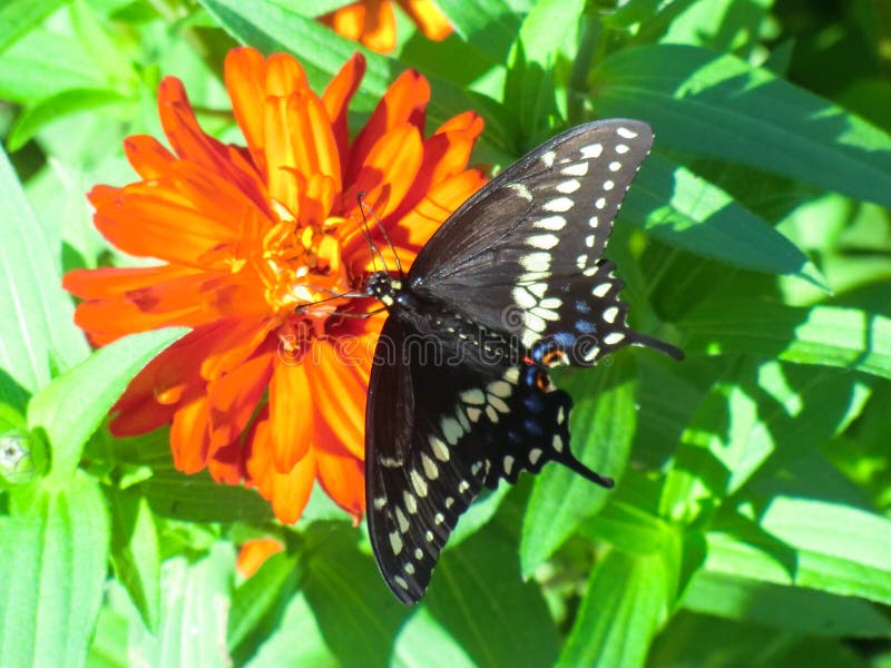 Beau papillon noir de machaon sur le zinnia orange images stock Beau papillon noir de machaon sur le zinnia orange images stock