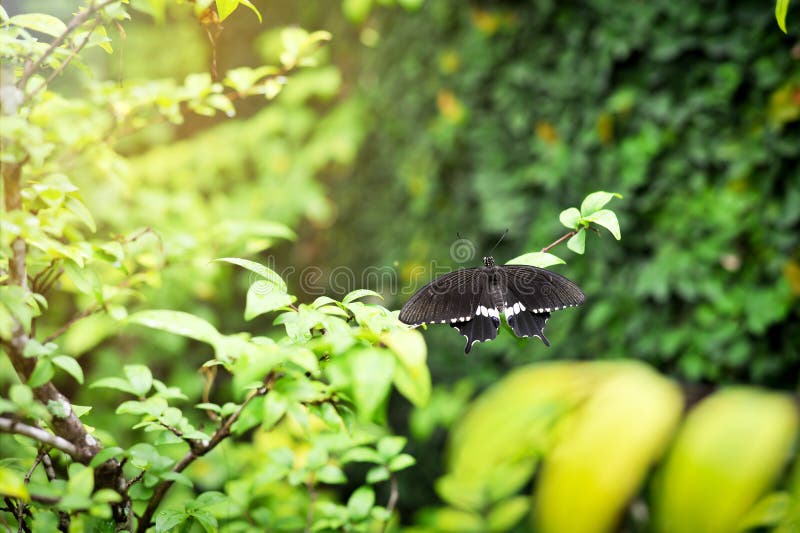 Beau papillon noir et blanc sur des feuilles photo stock Beau papillon noir et blanc sur des feuilles photo stock